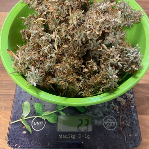 Royal Runtz growlog timeline photo