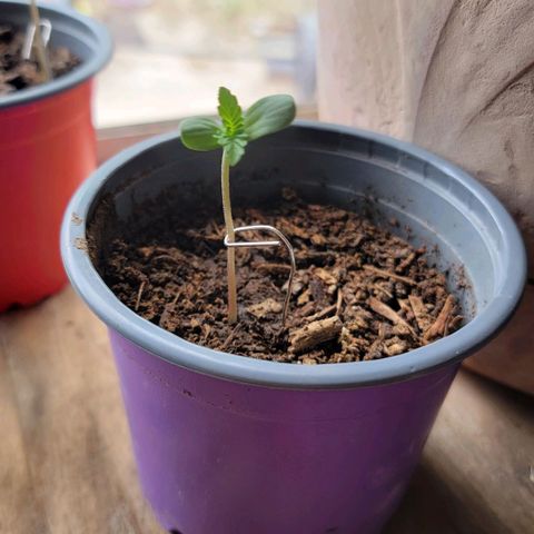 Unknown growners growlog photo: Beginner but I'm trying. I noticed the color change from dark green to light green color 