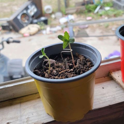 Unknown growners growlog photo: Beginner but I'm trying. I noticed the color change from dark green to light green color 