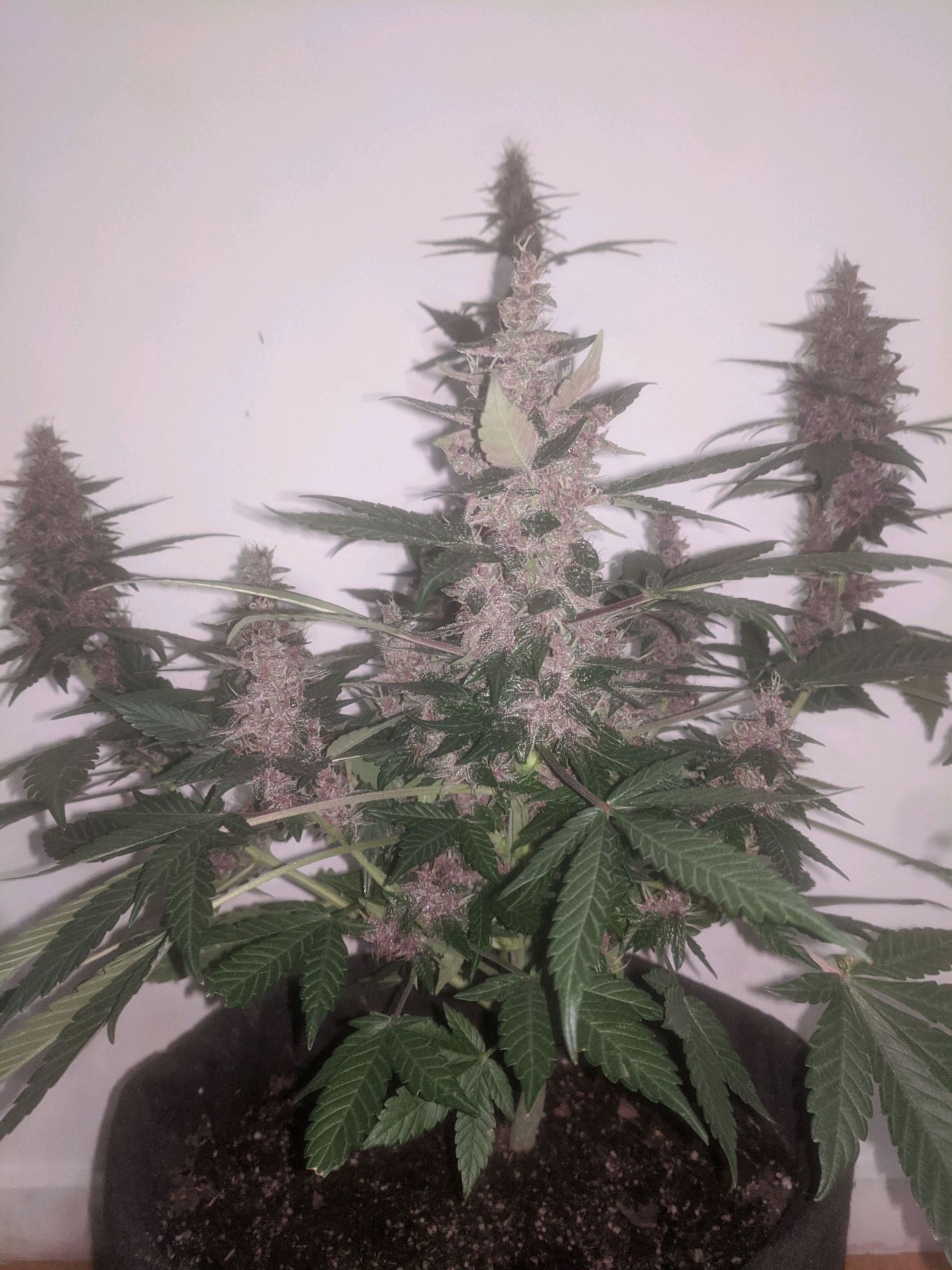 Purple Punch Autoflower growlog header