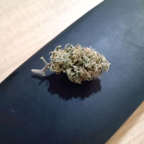 Ghaliya growlog timeline photo