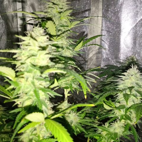 Ghaliya growlog timeline photo