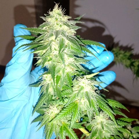 Ghaliya growlog timeline photo