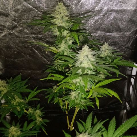 Ghaliya growlog timeline photo