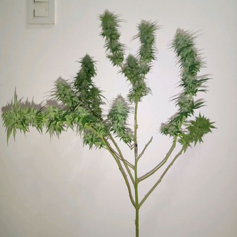 Ghaliya growlog timeline photo