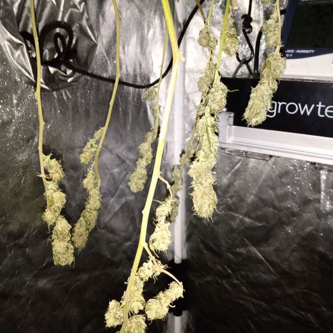 Ghaliya growlog timeline photo