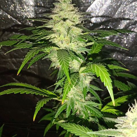Ghaliya growlog timeline photo