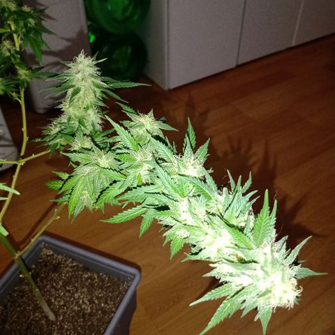 Ghaliya growlog timeline photo