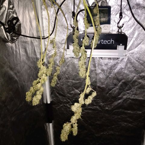Ghaliya growlog timeline photo