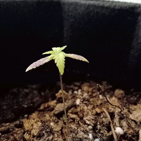 Ghaliya growlog timeline photo