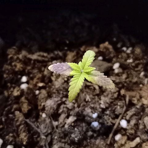 Ghaliya growlog timeline photo
