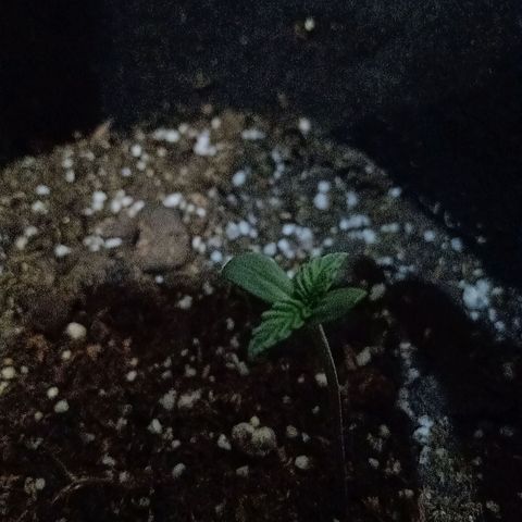 Ghaliya growlog timeline photo