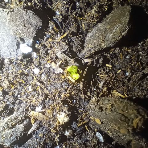 Purple Punch Autoflower growlog photo
