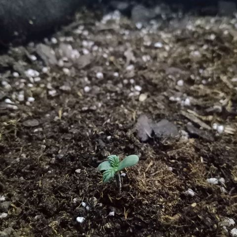 Purple Punch Autoflower growlog photo
