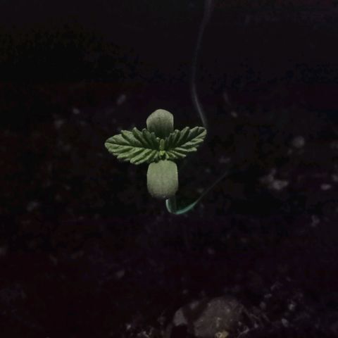 Purple Punch Autoflower growlog photo