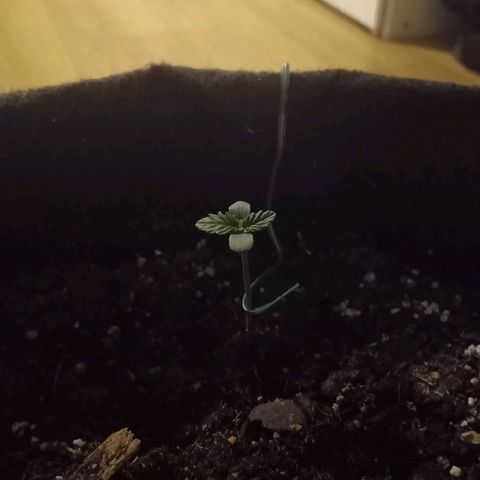 Purple Punch Autoflower growlog timeline photo