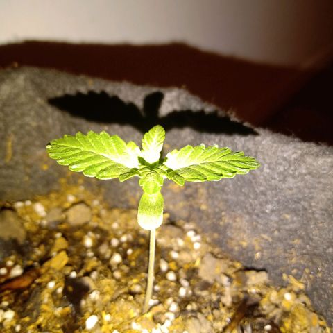 Purple Punch Autoflower growlog timeline photo