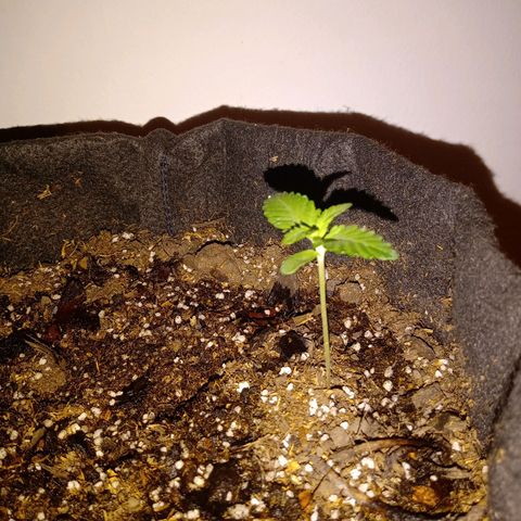 Purple Punch Autoflower growlog timeline photo
