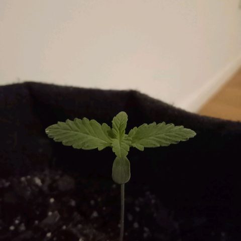 Purple Punch Autoflower growlog timeline photo