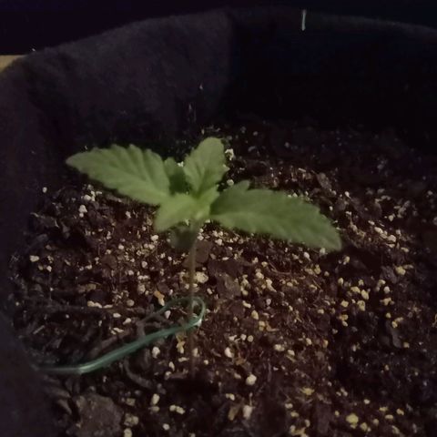 Purple Punch Autoflower growlog timeline photo