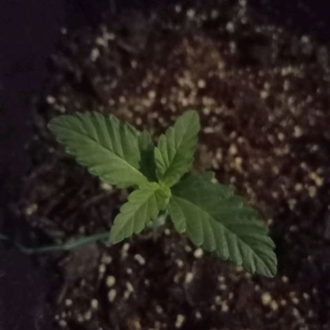 Purple Punch Autoflower growlog timeline photo