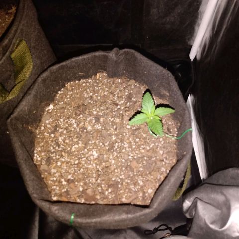 Purple Punch Autoflower growlog timeline photo