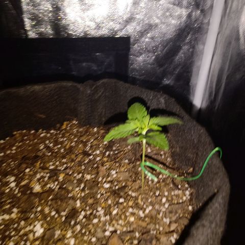 Purple Punch Autoflower growlog timeline photo