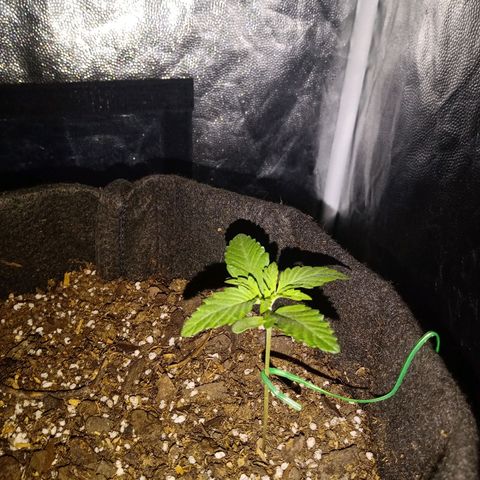 Purple Punch Autoflower growlog timeline photo