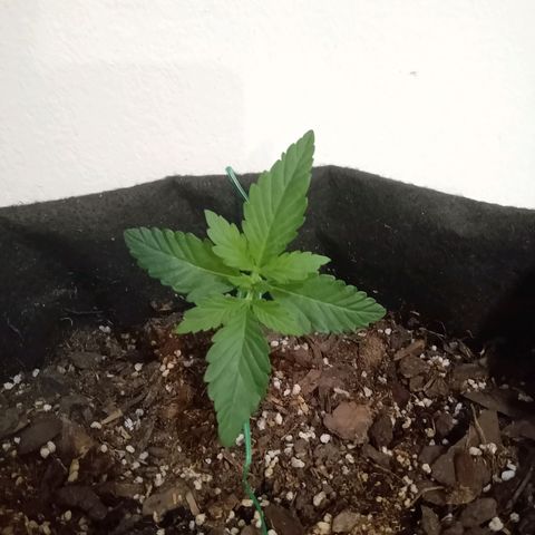Purple Punch Autoflower growlog timeline photo
