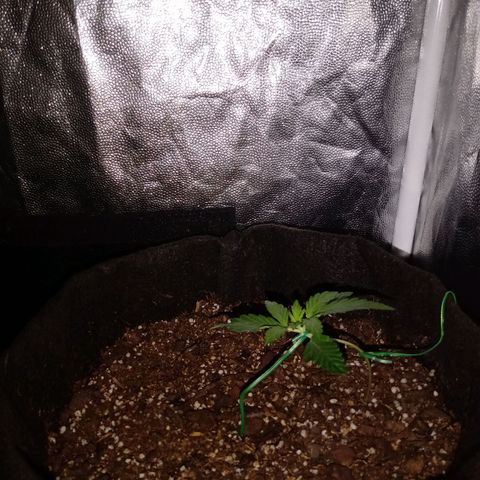 Purple Punch Autoflower growlog timeline photo