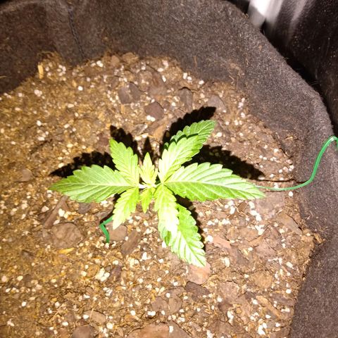 Purple Punch Autoflower growlog timeline photo