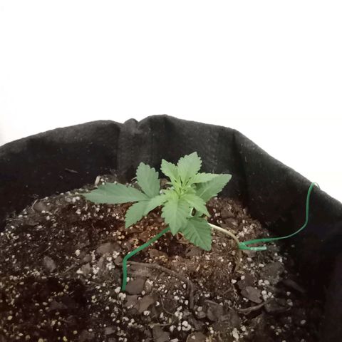 Purple Punch Autoflower growlog timeline photo