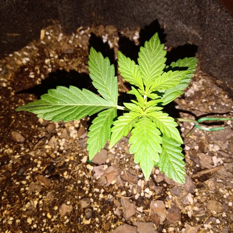 Purple Punch Autoflower growlog timeline photo