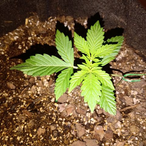 Purple Punch Autoflower growlog timeline photo