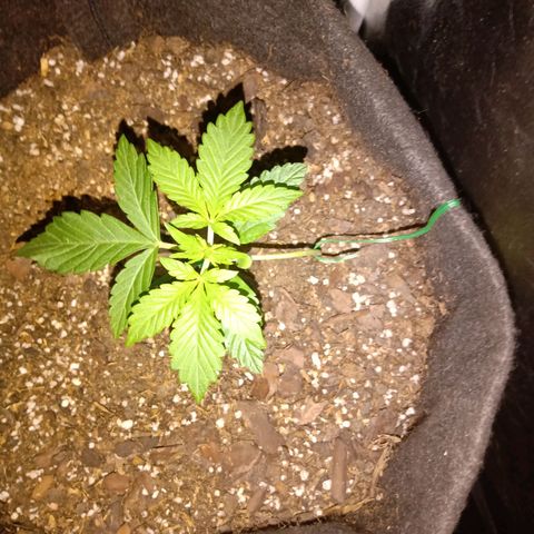 Purple Punch Autoflower growlog timeline photo