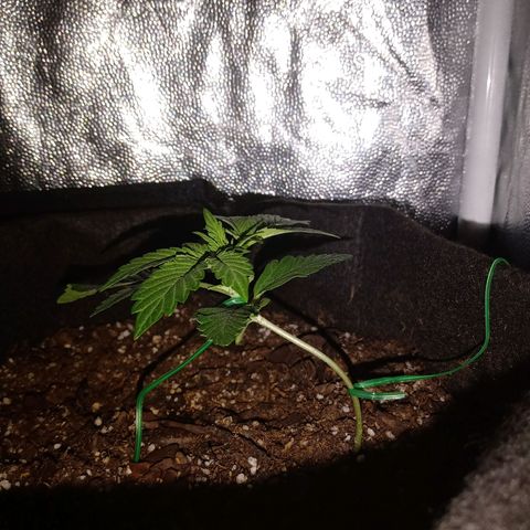 Purple Punch Autoflower growlog timeline photo
