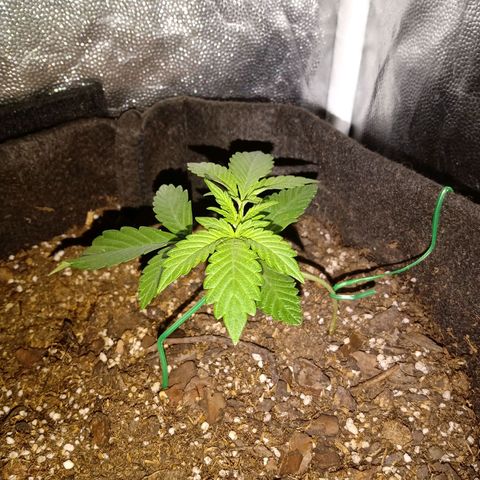 Purple Punch Autoflower growlog timeline photo