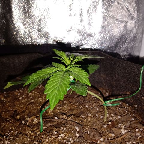 Purple Punch Autoflower growlog timeline photo