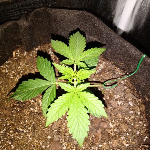 Purple Punch Autoflower growlog timeline photo