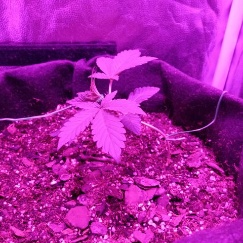 Purple Punch Autoflower growlog timeline photo