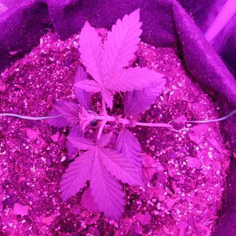 Purple Punch Autoflower growlog timeline photo