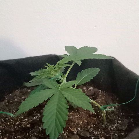 Purple Punch Autoflower growlog timeline photo