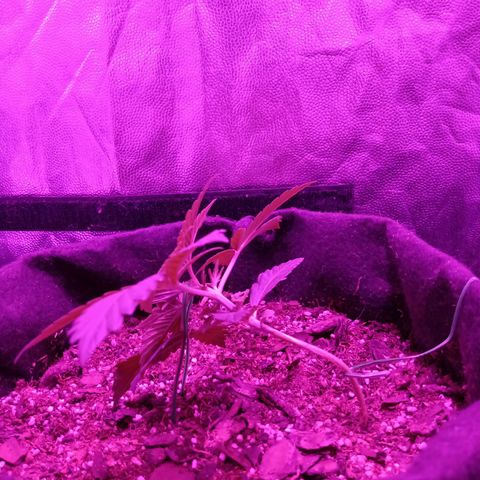 Purple Punch Autoflower growlog timeline photo
