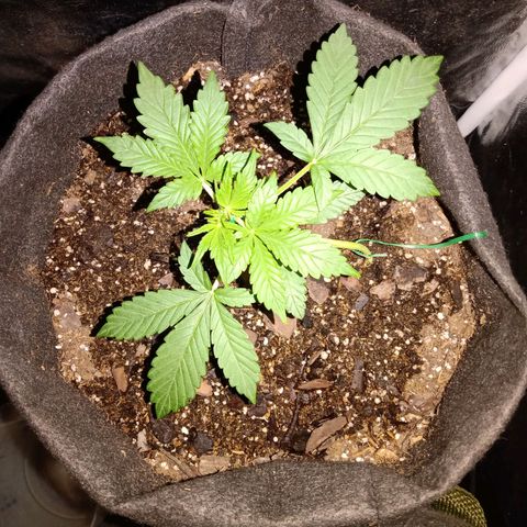 Purple Punch Autoflower growlog timeline photo