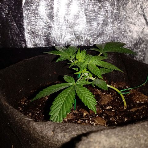 Purple Punch Autoflower growlog timeline photo