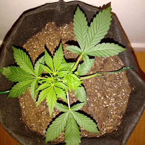 Purple Punch Autoflower growlog timeline photo