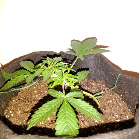 Purple Punch Autoflower growlog timeline photo