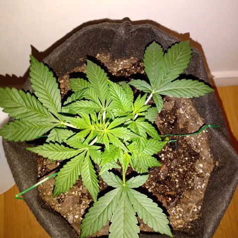 Purple Punch Autoflower growlog timeline photo