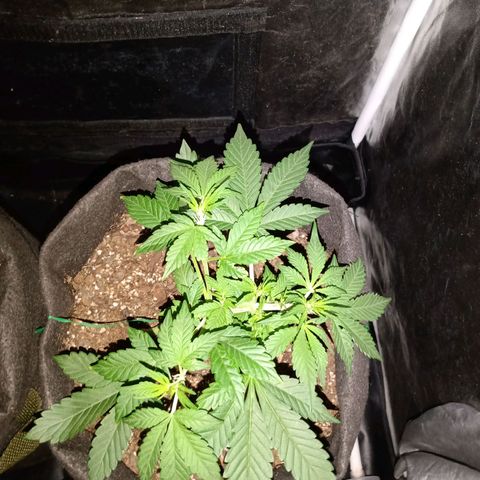 Purple Punch Autoflower growlog timeline photo