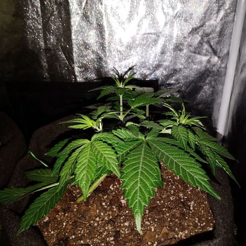 Purple Punch Autoflower growlog timeline photo